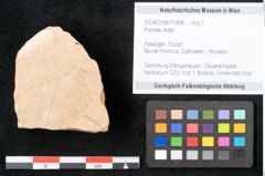 Foto (Objekt + Etikett) von Plantae indet.  (NHMW-GEO-2024-0188-11498)